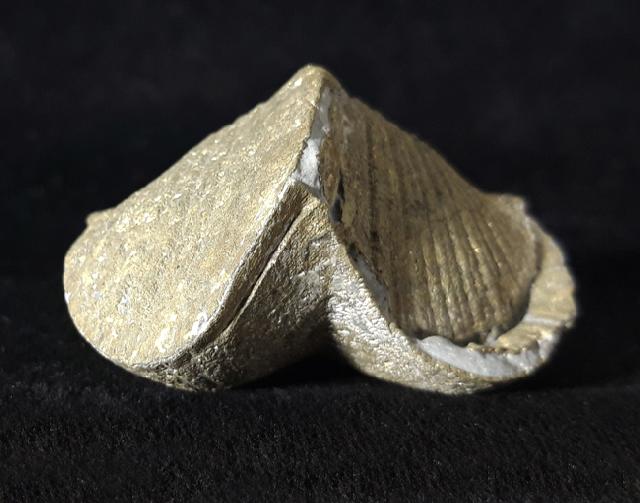 Paraspirifer bownockeri (STEWART 1927) - Bild © FossNet FossilienStore